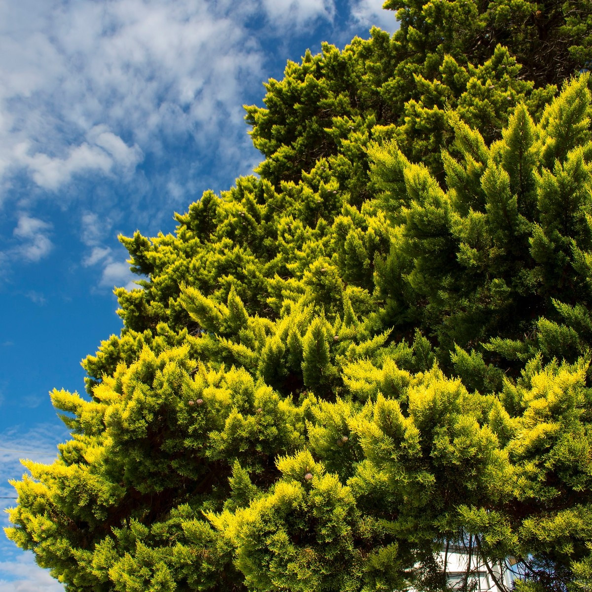 Jalovec čínský - Juniperus chinensis - semena jalovce - 5 ks