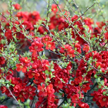 Kdoulovec - Chaenomeles Japonica - semena kdoulovce - 5 ks