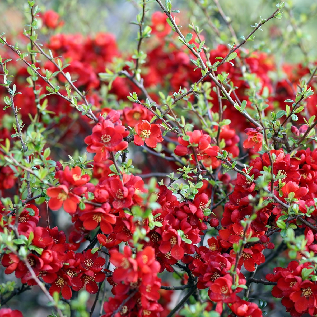 Kdoulovec - Chaenomeles Japonica - birsalma mag - 10 db