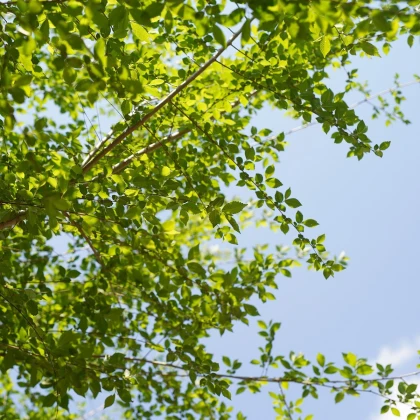 Turkestánský brest - Ulmus pumila - semena brestu - 10 ks