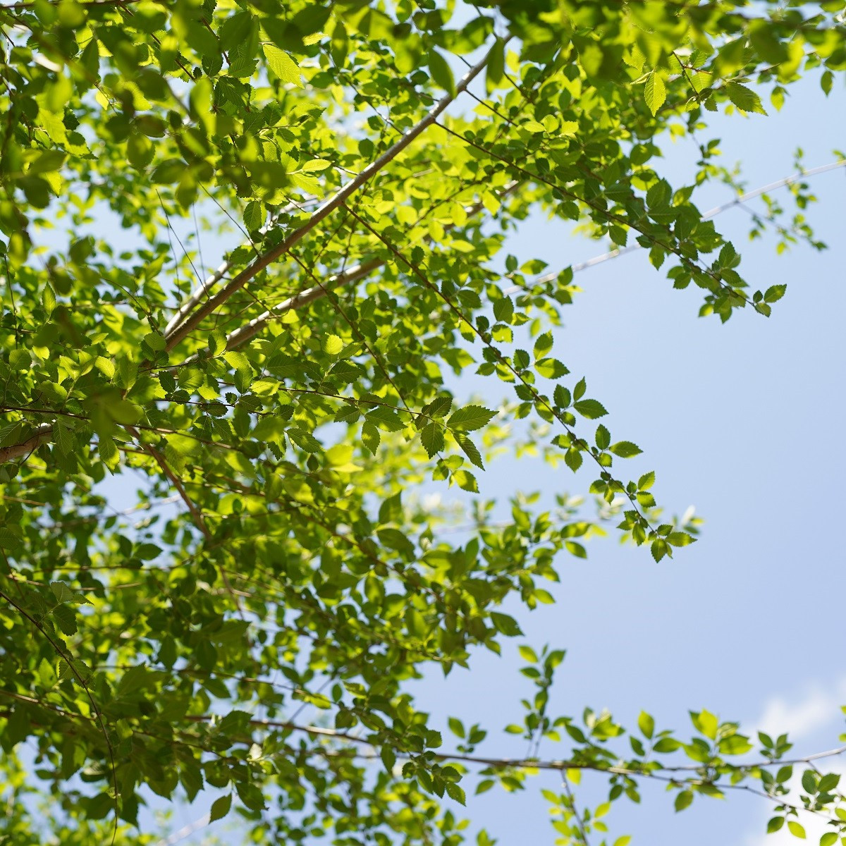 Turkestánský brest - Ulmus pumila - semena brestu - 10 ks