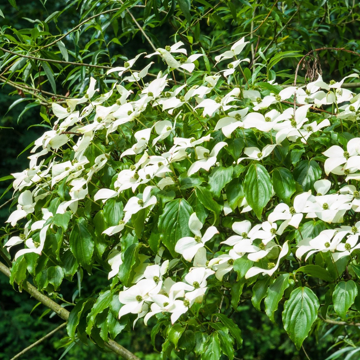 Dřín japonský - Cornus kousa - semena dřínu - 4 ks