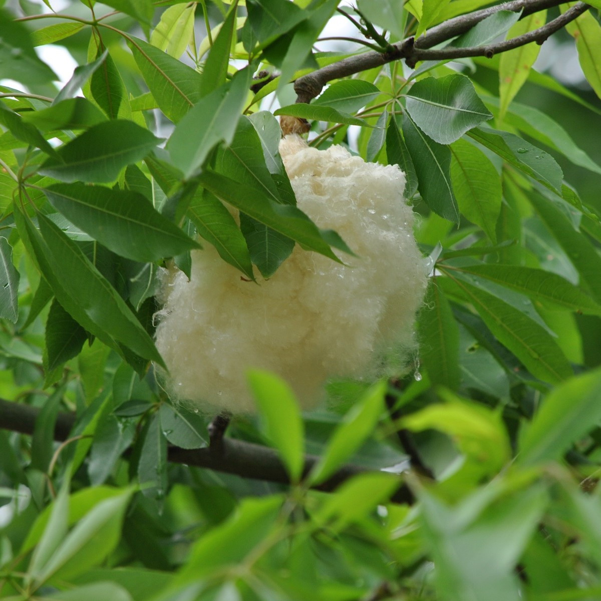 Vlnovec pětimužný - Ceiba pentandra - semena vlnovce - 10 ks
