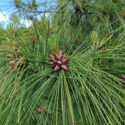Borovice himalájská - Pinus wallichiana - semena borovice - 5 ks