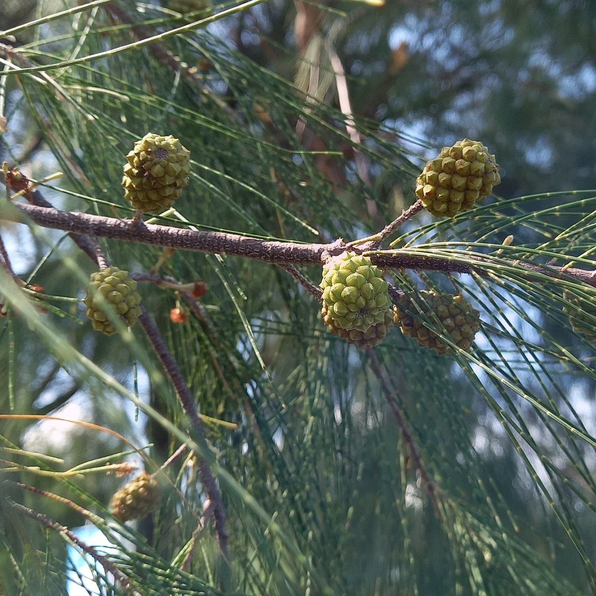 Tropický dub - Casuarina cunninghamiana - semena dubu - 5 ks