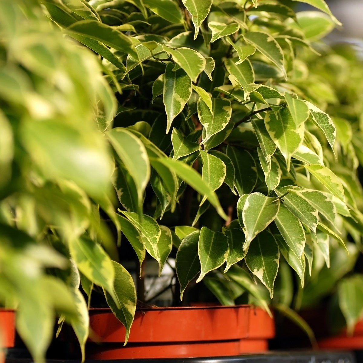 Fíkovník drobnolistý - Ficus benjamina - semena fíkovníku - 4 ks