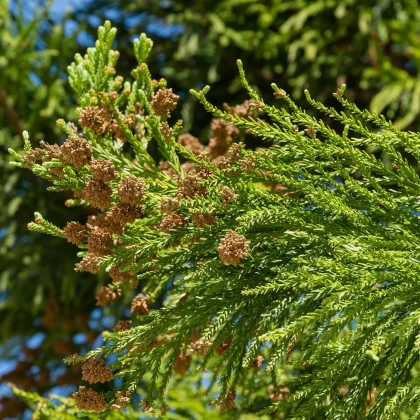 Kryptoméria japonská - Cryptomeria japonica - semena kryptomérie - 4 ks