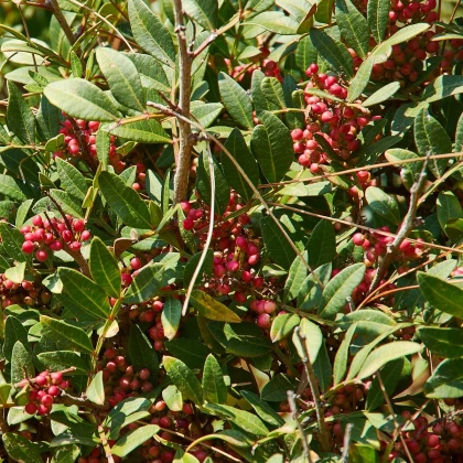 Pistácie atlantská - Pistacia atlantica - semena pistácie - 5 ks