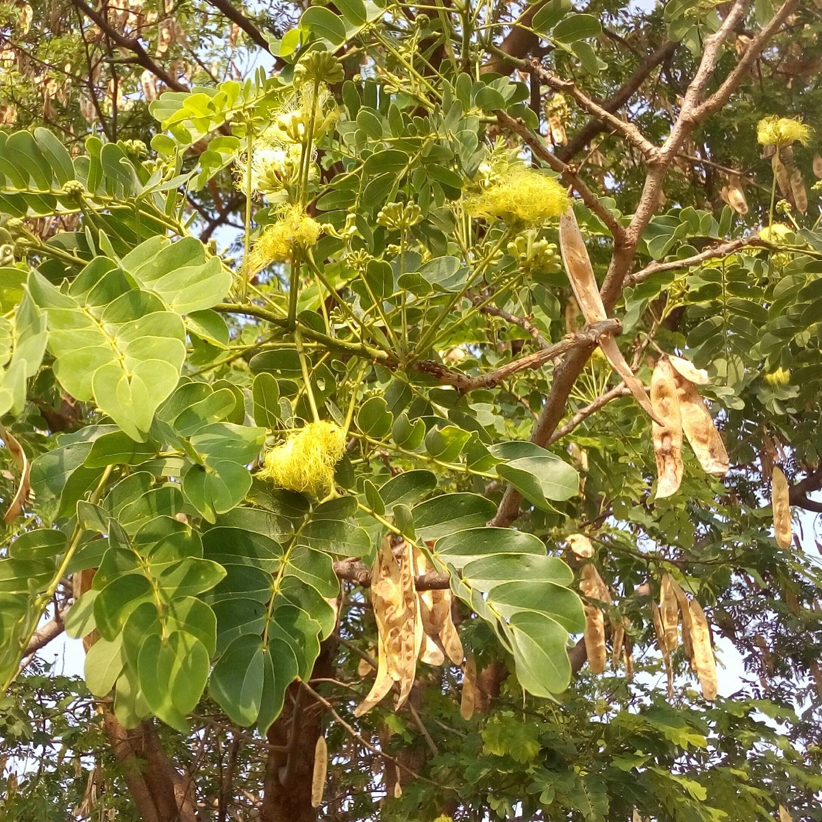 Albízie - Albizia lebbeck - semena albízie - 4 ks