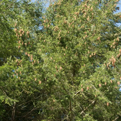 Douglaska tisolistá - Pseudotsuga menziesii - semena douglasky - 8 ks