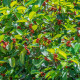 Fügefa magok – Indiai fügefa – Ficus benghalensis