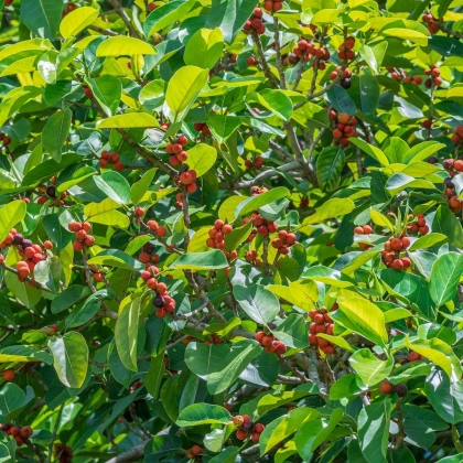 Fügefa magok – Indiai fügefa – Ficus benghalensis