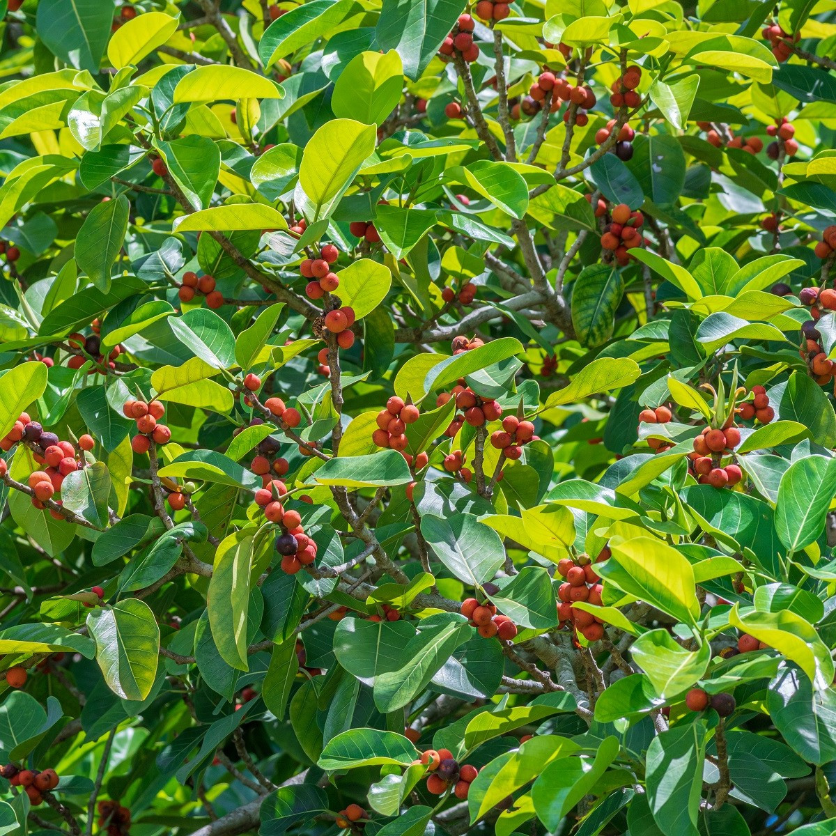 Fügefa magok – Indiai fügefa – Ficus benghalensis