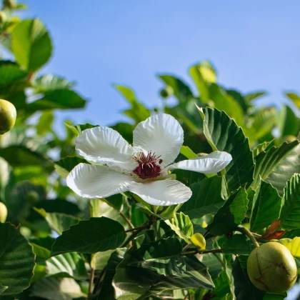 Indiai dillenia – Dillenia indica – dillenia magok – 12 db