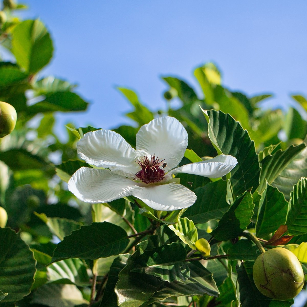 Indiai dillenia – Dillenia indica – dillenia magok – 12 db