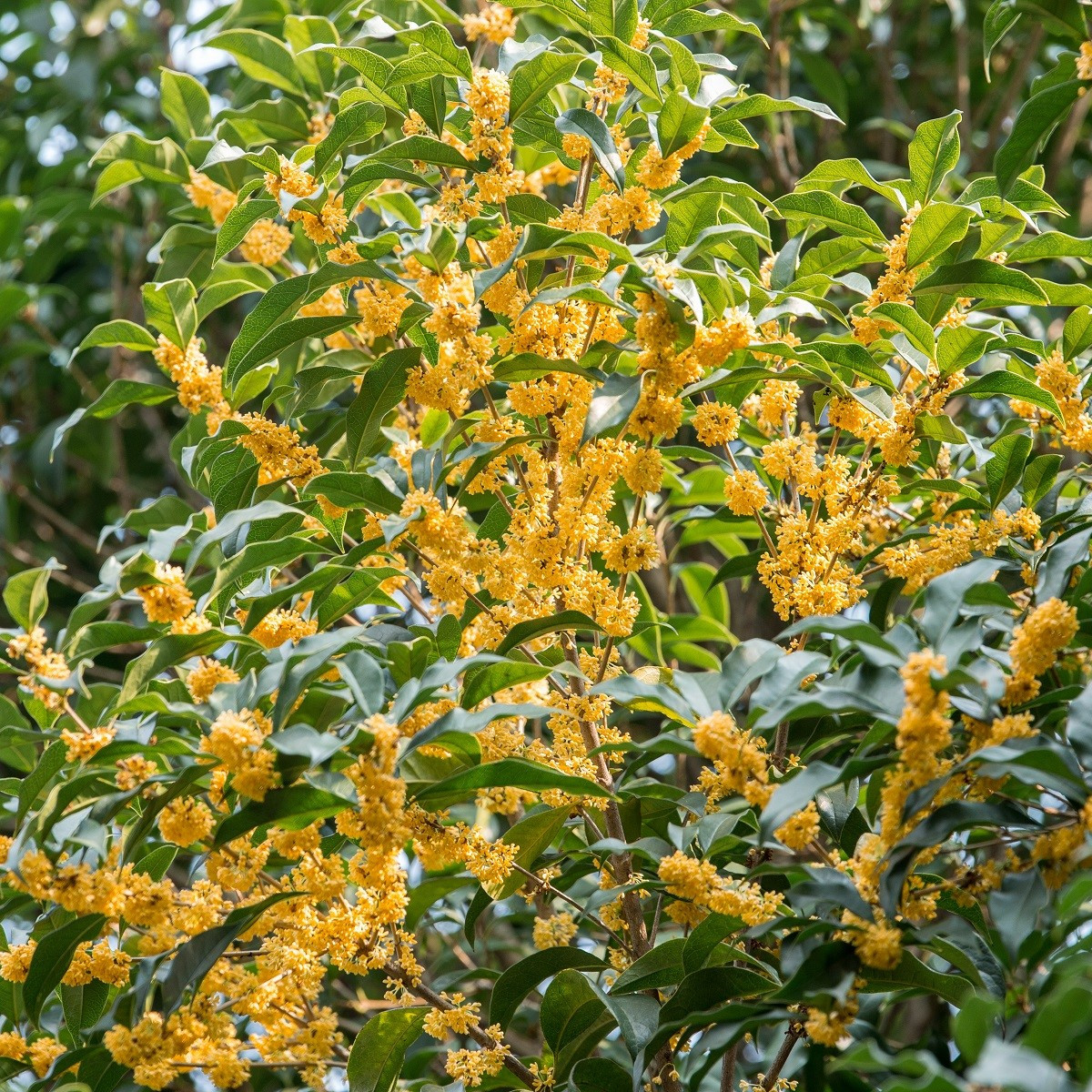 Olivovník libovonný - Osmanthus fragrans - semena olivovníku - 5 ks