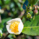 Čajovník čínský - Camelia sinensis - semena čajovníku - 5 ks