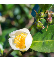 Čajovník čínský - Camelia sinensis - semena čajovníku - 5 ks