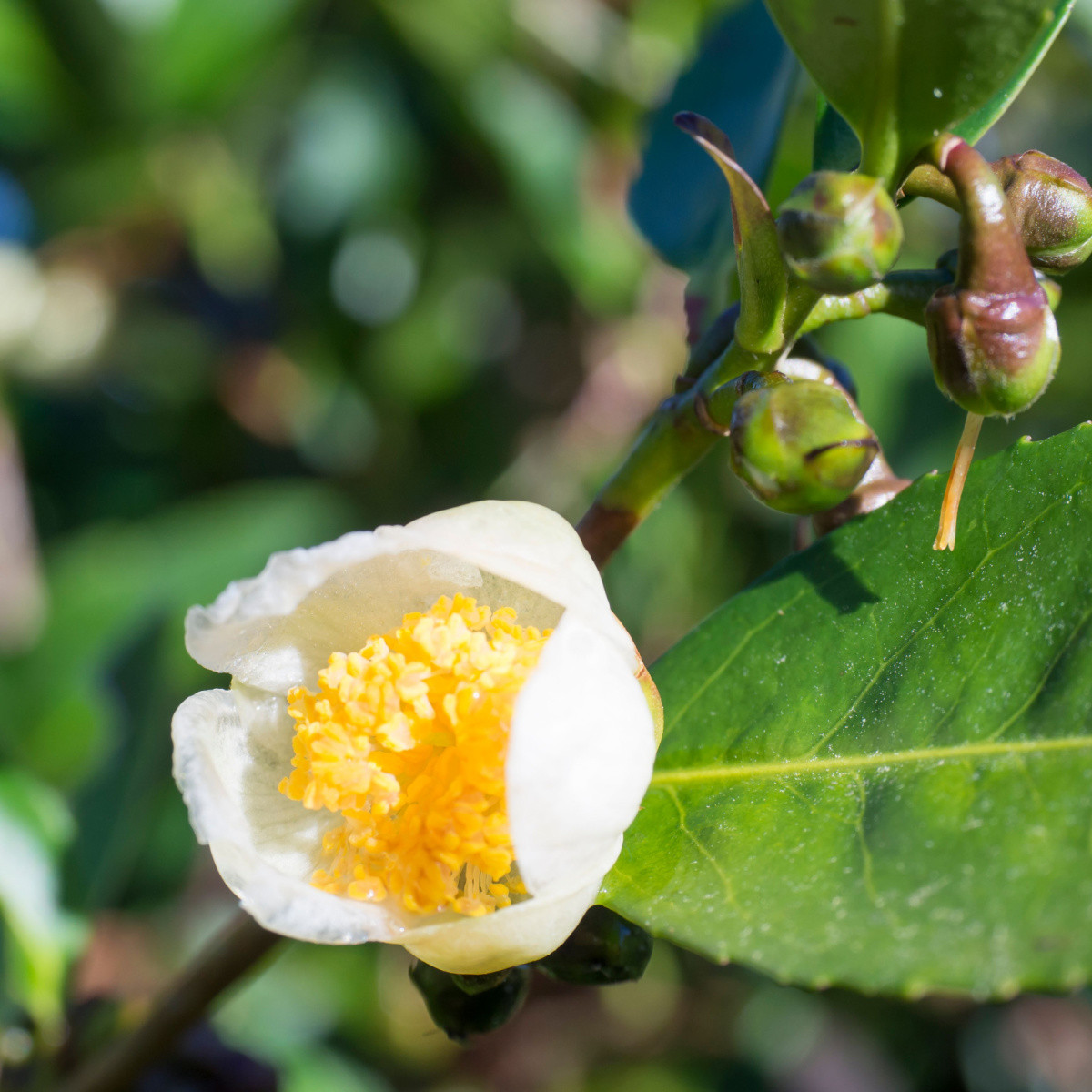 Čajovník čínský - Camelia sinensis - semena čajovníku - 5 ks