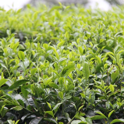 Čajovník čínský - Camelia sinensis - semena čajovníku - 5 ks