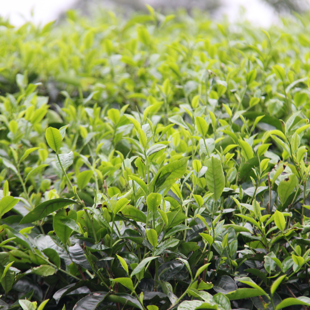 Čajovník čínský - Camelia sinensis - semena čajovníku - 5 ks