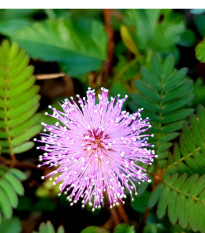 Érzékeny mimóza – Mimosa pudica – mimóza magok – 10 db
