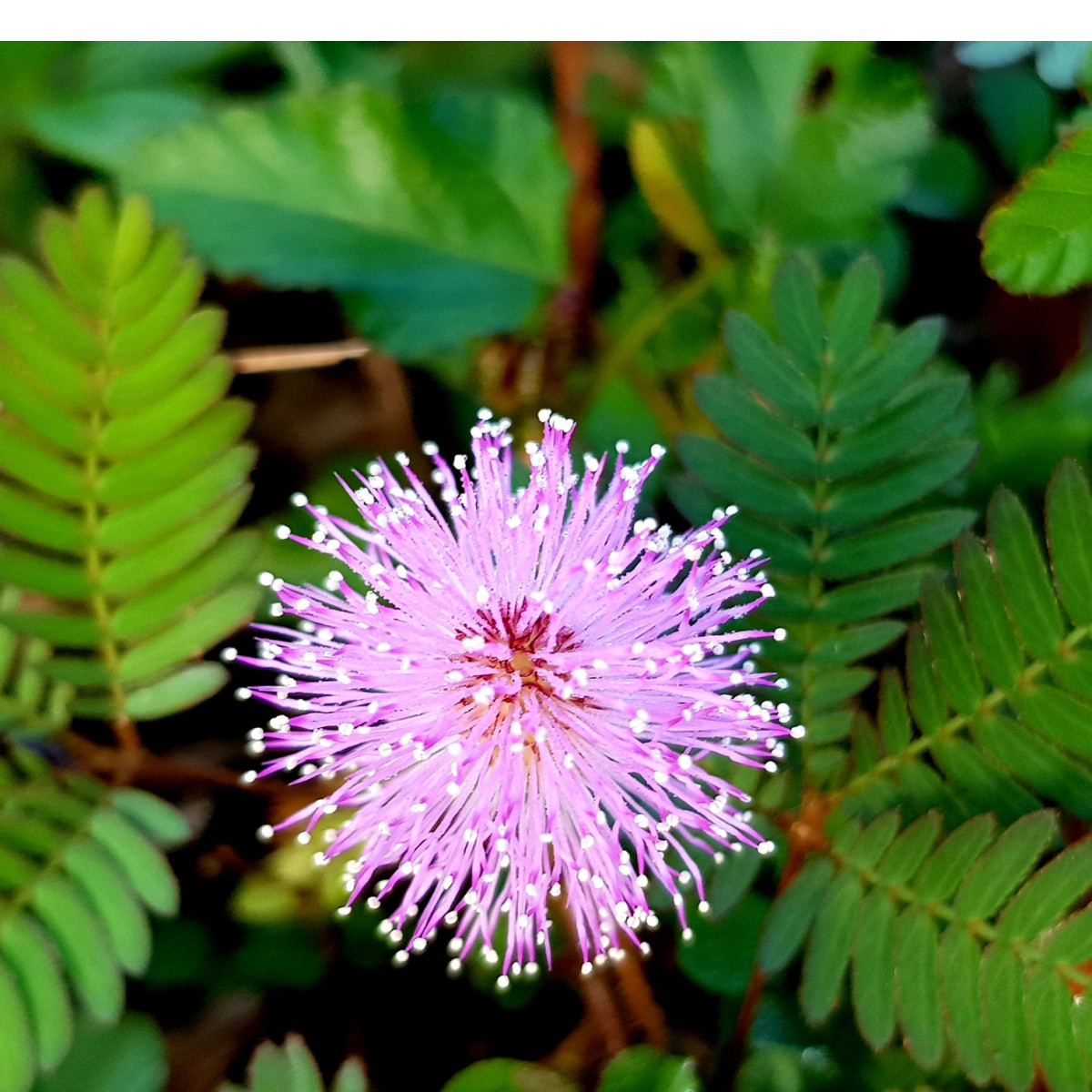 Citlivka stydlivá - Mimosa pudica - semena citlivky - 5 ks