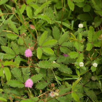 Érzékeny mimóza – Mimosa pudica – mimóza magok – 10 db