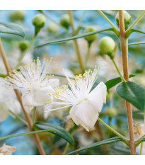 Myrta obecná - Myrtus communis - semena myrty - 5 ks