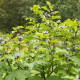 Mochyna-virágú liliom – Nicandra physalodes – liliom magok – 30 db