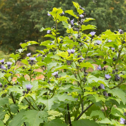 Mochyna-virágú liliom – Nicandra physalodes – liliom magok – 30 db