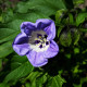 Mochyna-virágú liliom – Nicandra physalodes – liliom magok – 30 db