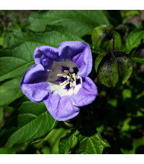 Mochyna-virágú liliom – Nicandra physalodes – liliom magok – 30 db