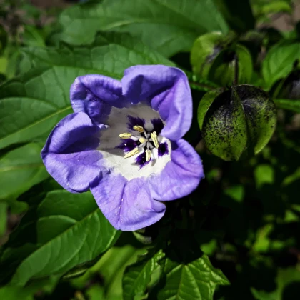 Mochyna-virágú liliom – Nicandra physalodes – liliom magok – 30 db