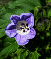 Mochyna-virágú liliom – Nicandra physalodes – liliom magok – 30 db