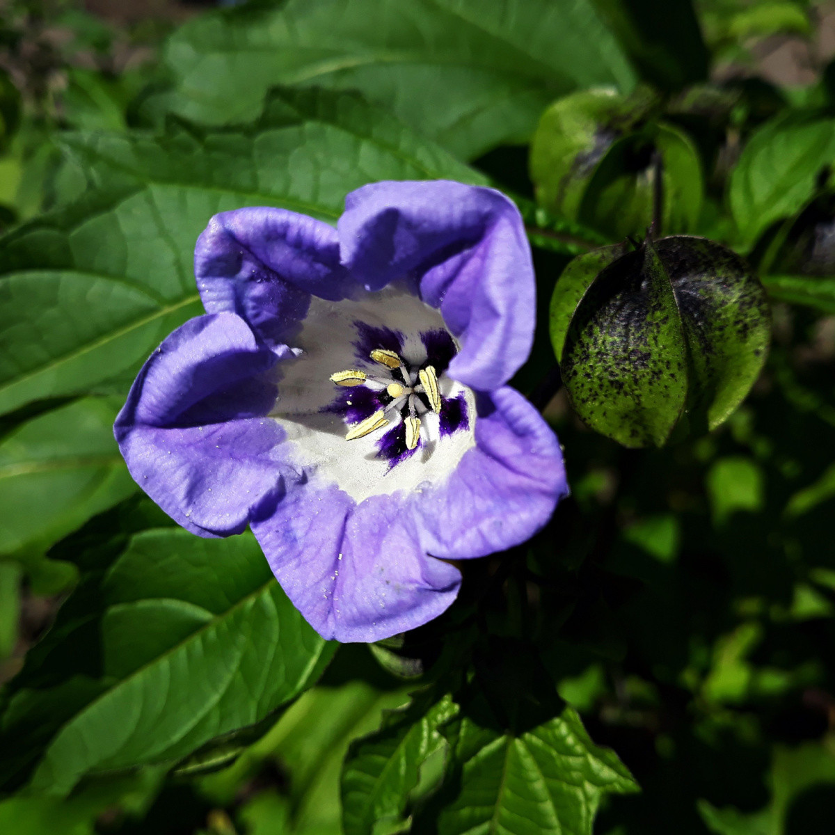 Lilík mochyňovitý - Nicandra physalodes - semena lilíku - 10 ks