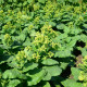 Tabák selský - Nicotiana rustica - semena tabáku - 200 ks
