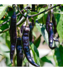 Chilli Pasilla Bajio - Capsicum annuum - semena chilli - 7 ks