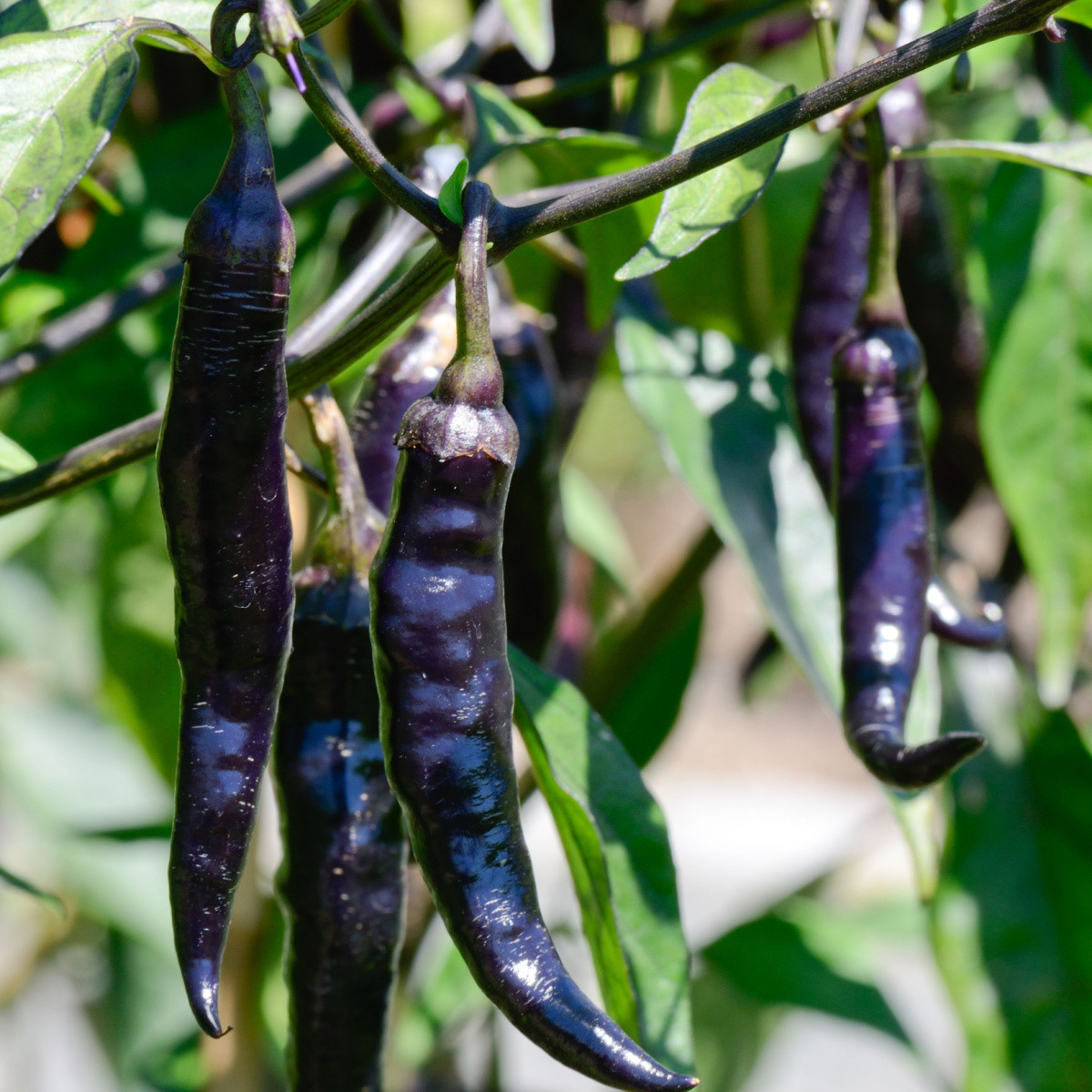 Chilli Pasilla Bajio - Capsicum annuum - semena chilli - 7 ks