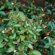 Chilli Bolívijská duha - Capsicum annuum - semena chilli - 6 ks