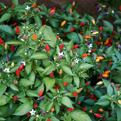 Chilli Bolívijská duha - Capsicum annuum - semena chilli - 6 ks