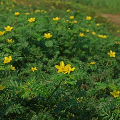 Kotvičník zemní - Tribulus terrestris - semena kotvičníku - 7 ks