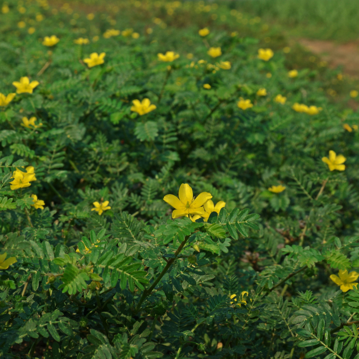 Kotvičník zemní - Tribulus terrestris - semena kotvičníku - 7 ks