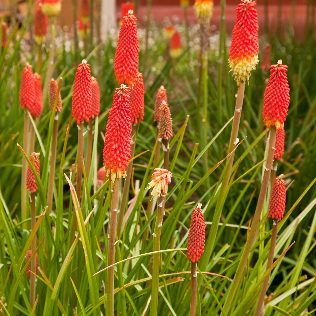 Kleopatřina jehla - Kniphofia uvaria tritoma - semena kniphofie - 4 ks