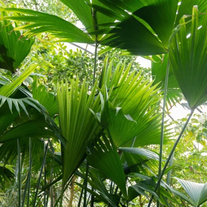 Pálma – Carludovica palmata – pálmamagok – 10 db