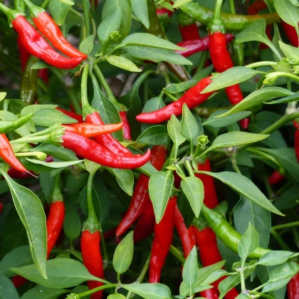 Chilli Kajenský pepř - Capsicum annuum - semena chilli - 8 ks
