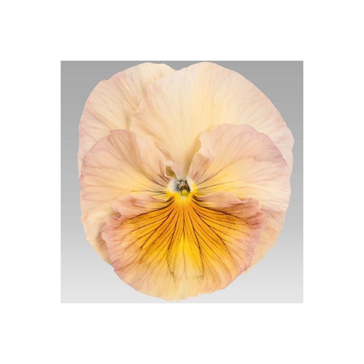 Violka broskvová Inspire F1 - Viola x wittrockiana - semena violky - 20 ks