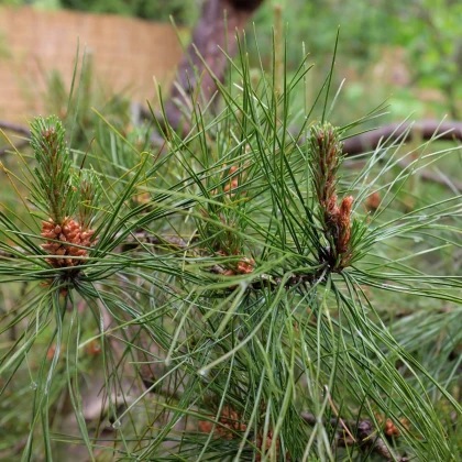 Borovice čínská - Pinus tabuliformis - semena borovice - 7 ks