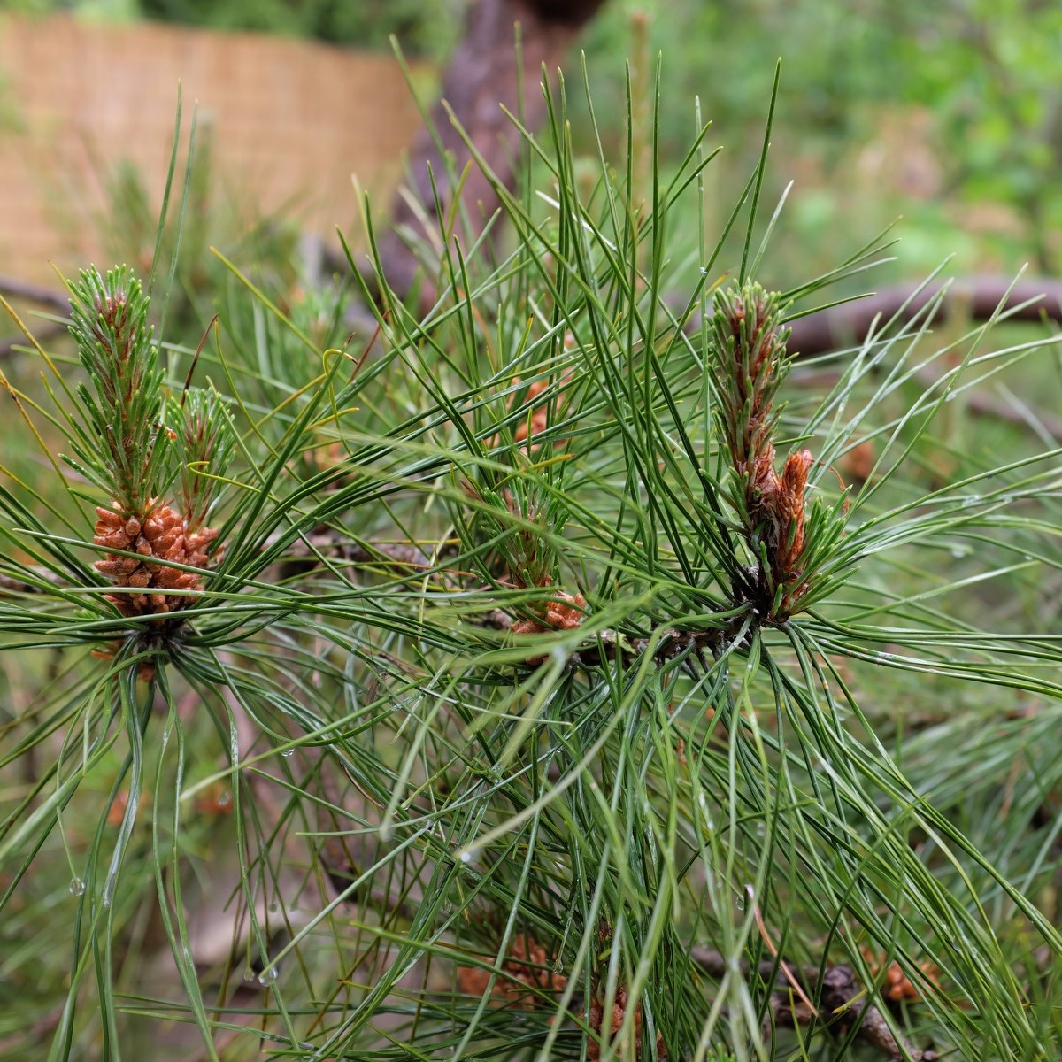 Borovice čínská - Pinus tabuliformis - semena borovice - 7 ks