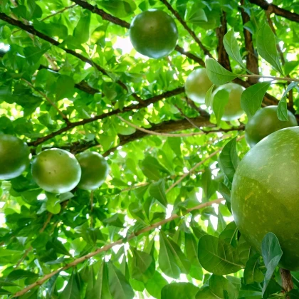 Oslizák líbezný - Aegle marmelos - semena oslizáku - 3 ks